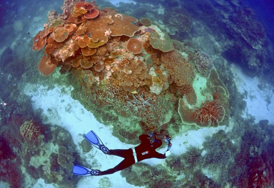Australia, i colori della Grande barriera si spengono: è grave il pericolo sbiancamento