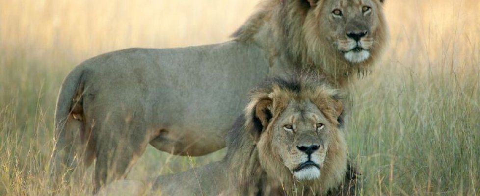 Il Leone è Ferito Ma Non è Morto Significato