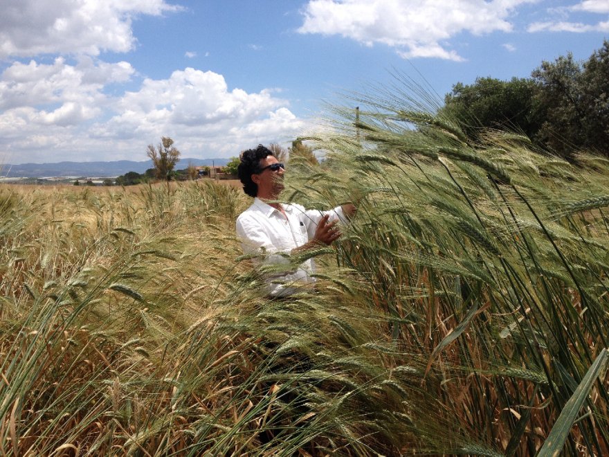 Il fascino dei campi di grano antico nei paesaggi di Sicilia