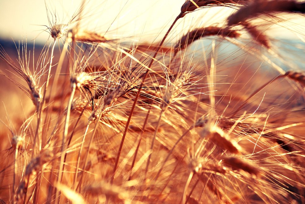 Il fascino dei campi di grano antico nei paesaggi di Sicilia