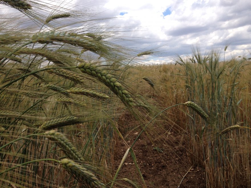 Il fascino dei campi di grano antico nei paesaggi di Sicilia - la