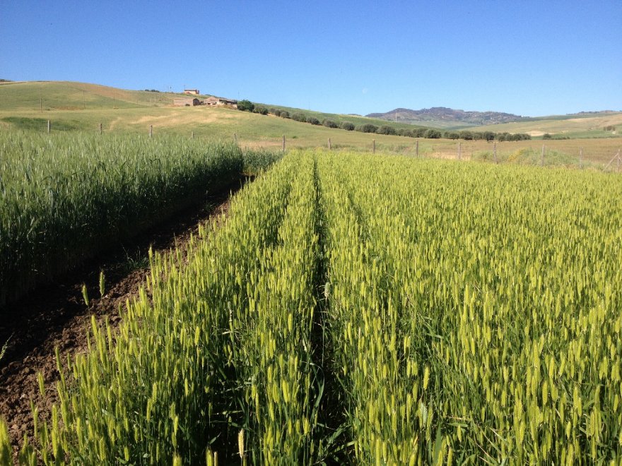 Il fascino dei campi di grano antico nei paesaggi di Sicilia - la