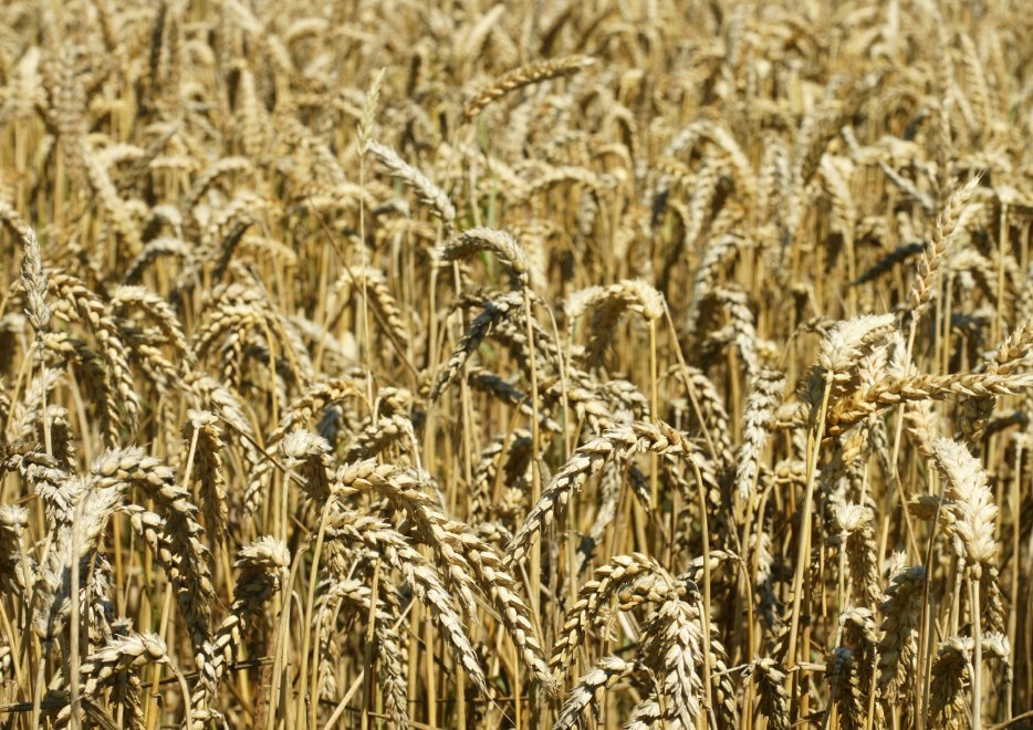 Il fascino dei campi di grano antico nei paesaggi di Sicilia