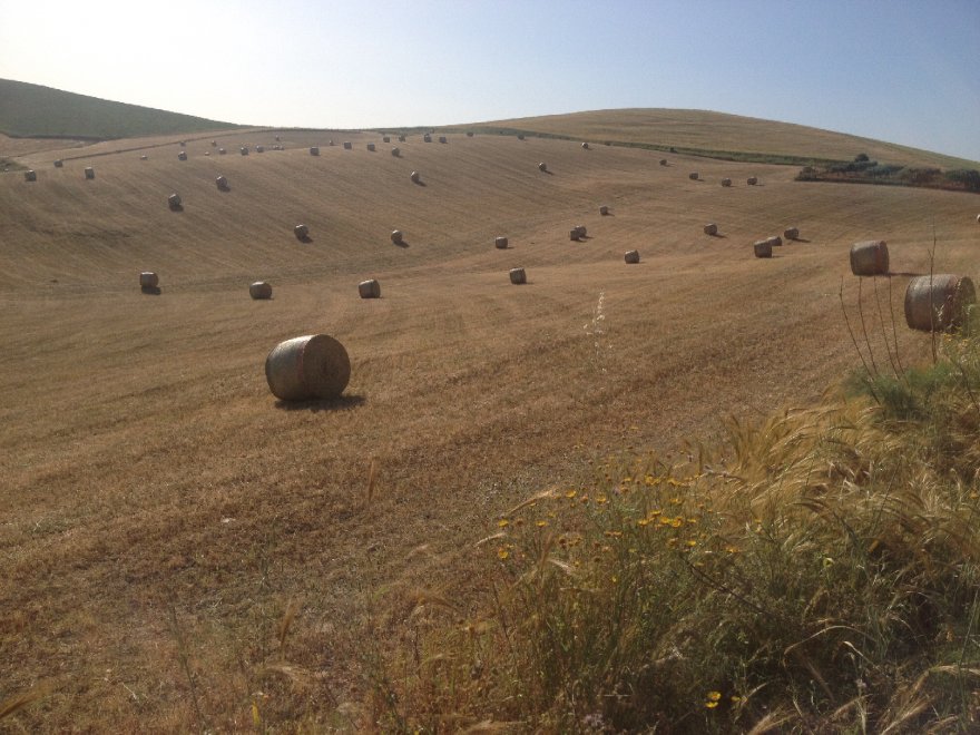 Il fascino dei campi di grano antico nei paesaggi di Sicilia