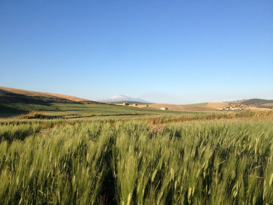 Il fascino dei campi di grano antico nei paesaggi di Sicilia