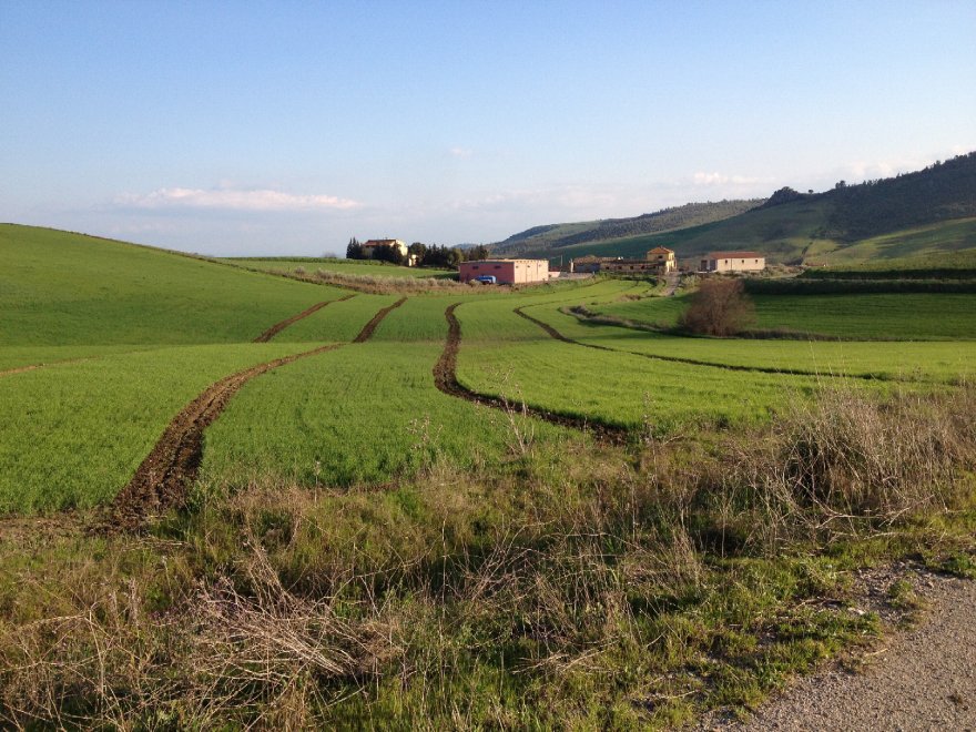Il fascino dei campi di grano antico nei paesaggi di Sicilia