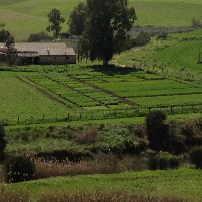 Il fascino dei campi di grano antico nei paesaggi di Sicilia