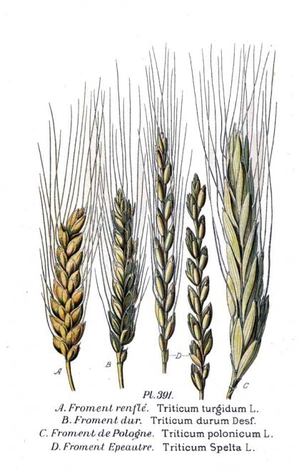 Il fascino dei campi di grano antico nei paesaggi di Sicilia