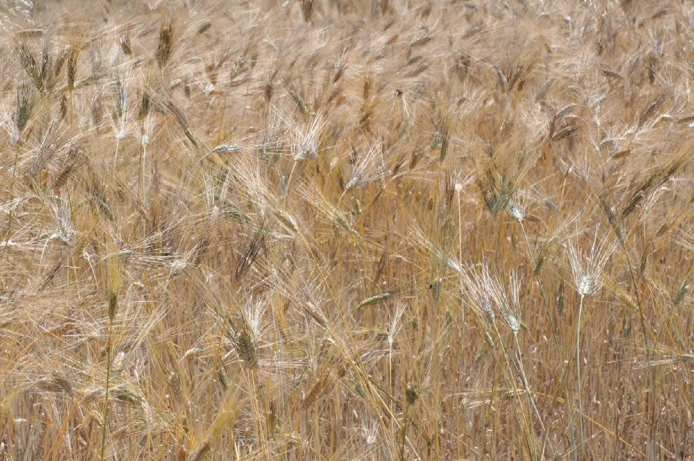 Il fascino dei campi di grano antico nei paesaggi di Sicilia