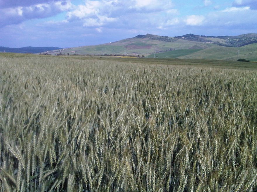 Il fascino dei campi di grano antico nei paesaggi di Sicilia