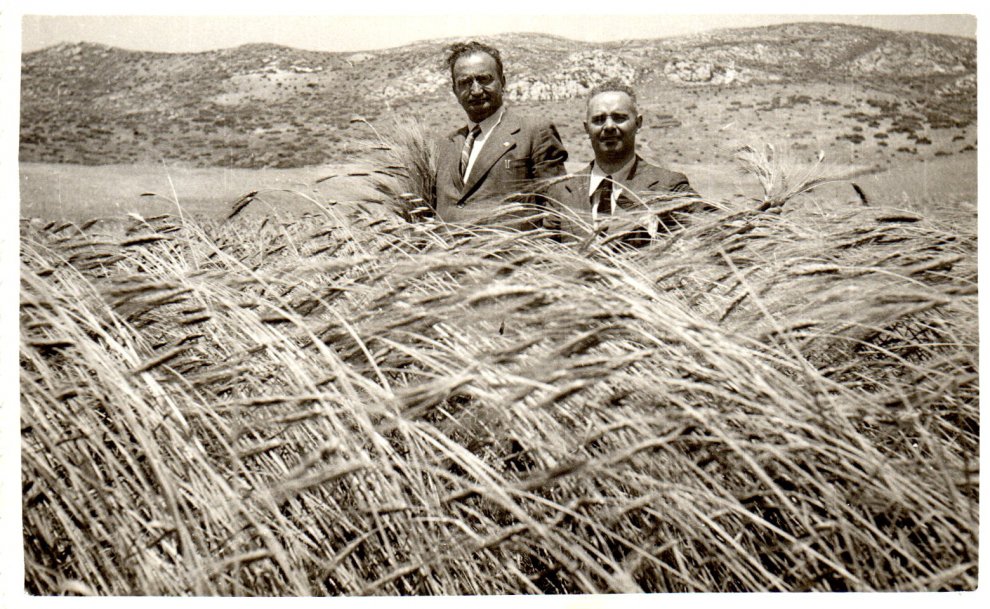 Il fascino dei campi di grano antico nei paesaggi di Sicilia