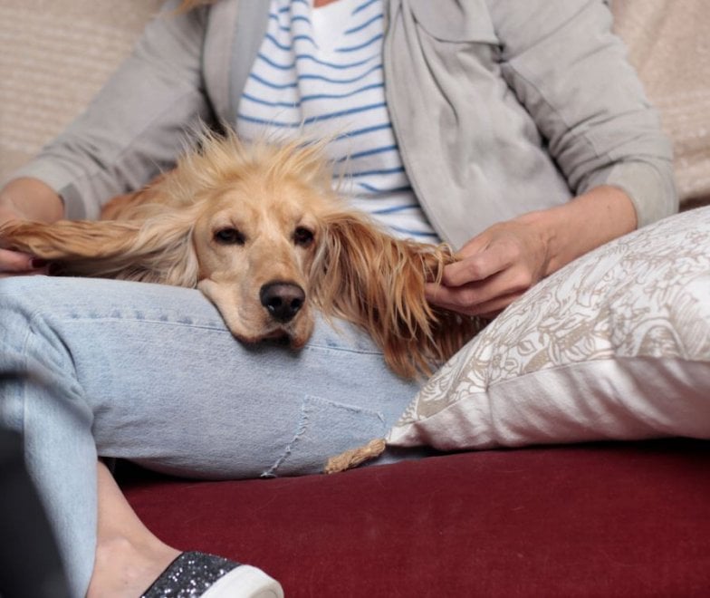 #WeAreBetterWithPets, parola di Filippa Lagerback 