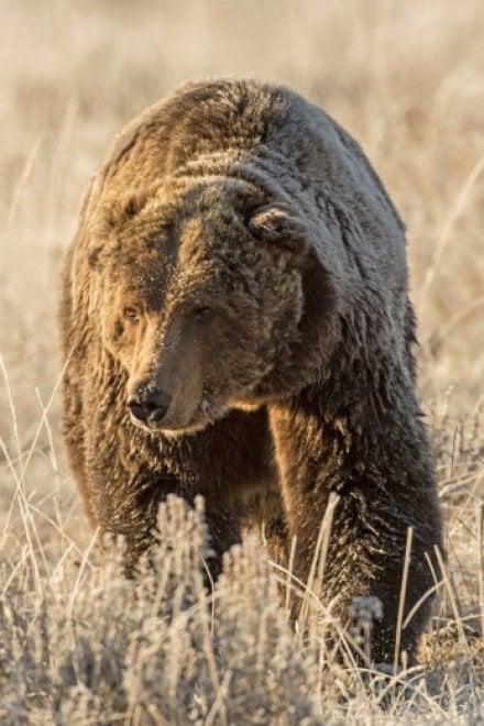 Yellowstone piange il grizzly Scarface