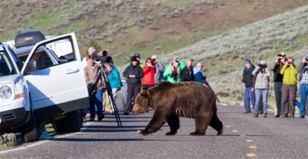 Yellowstone piange il grizzly Scarface