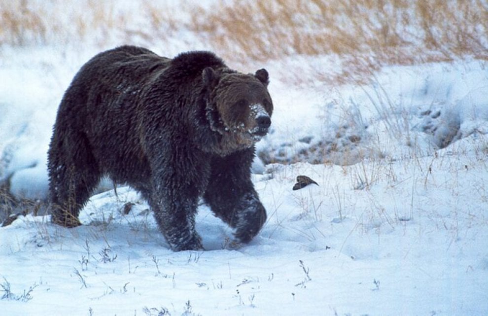 Yellowstone piange il grizzly Scarface