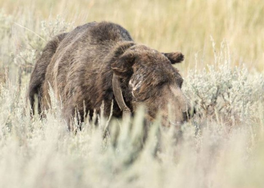 Yellowstone piange il grizzly Scarface