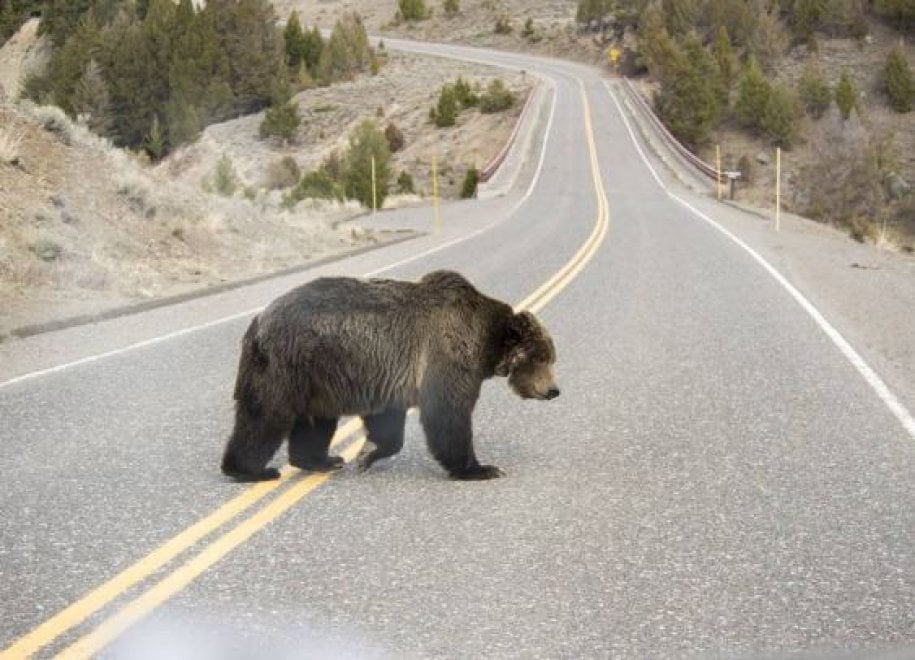 Yellowstone piange il grizzly Scarface