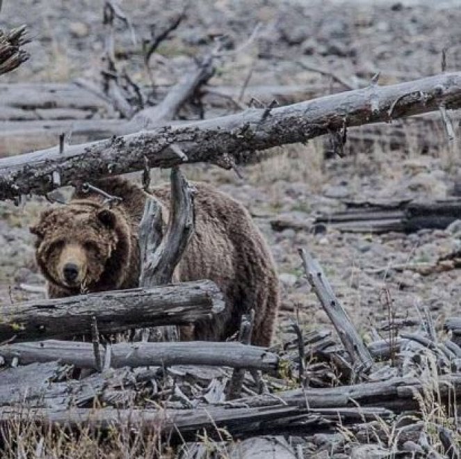 Yellowstone piange il grizzly Scarface