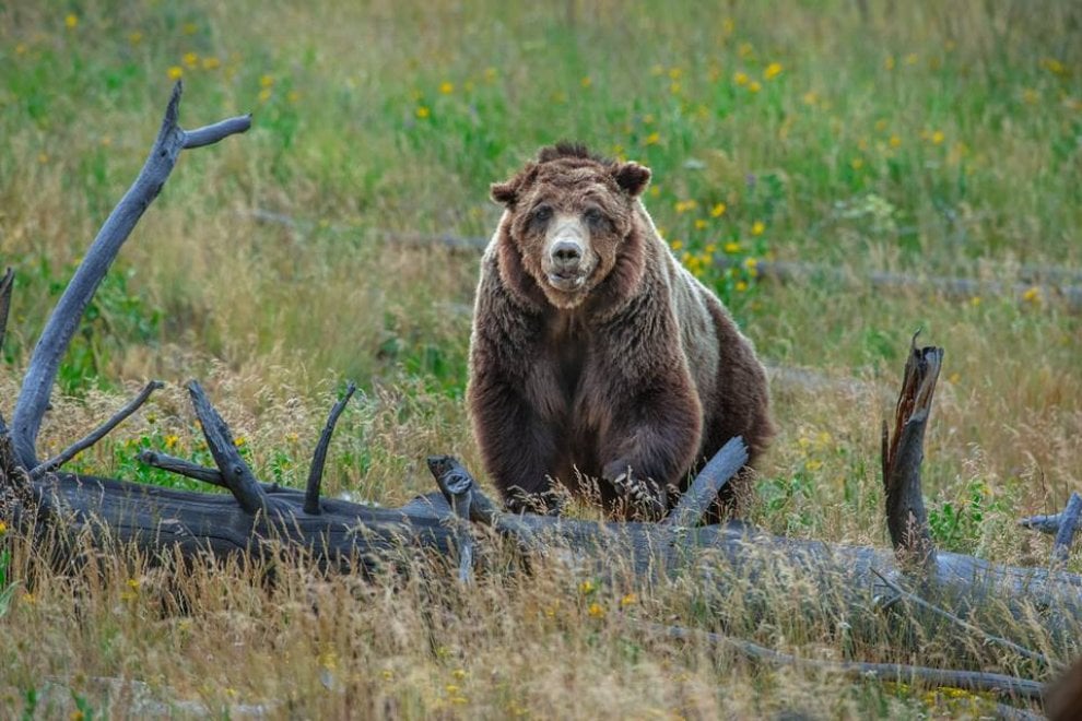 Yellowstone piange il grizzly Scarface