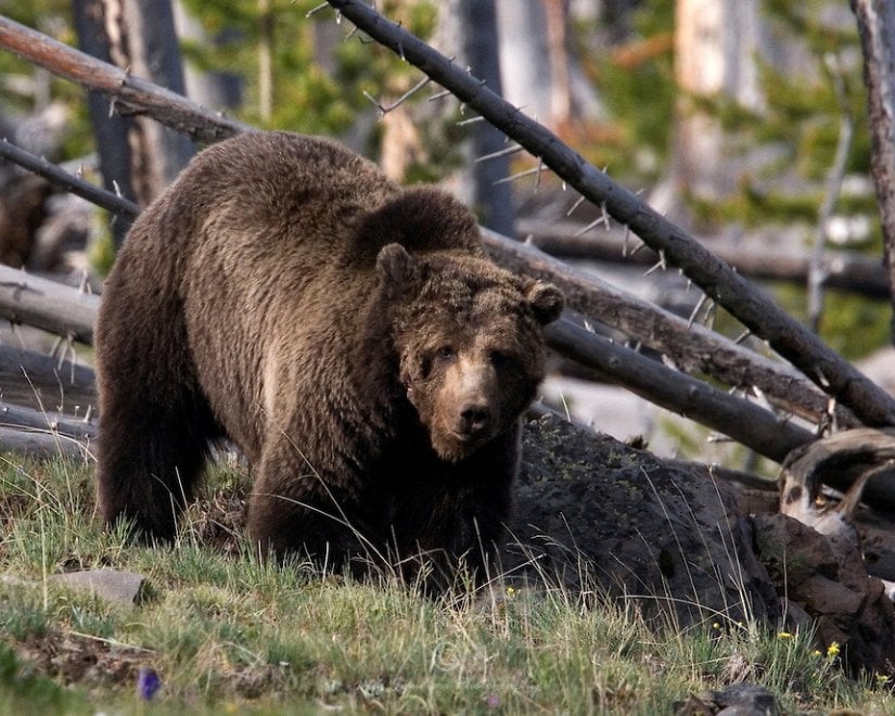 Yellowstone piange il grizzly Scarface