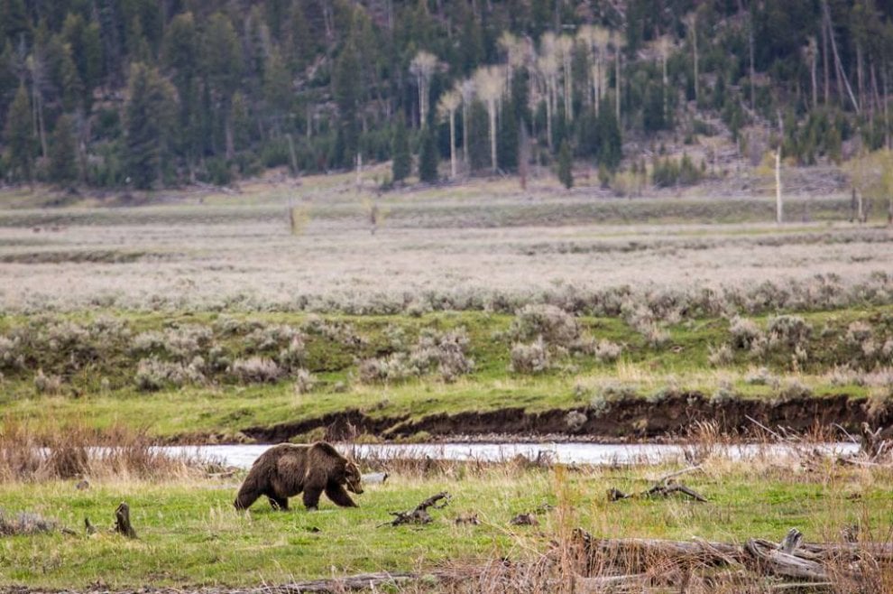 Yellowstone piange il grizzly Scarface