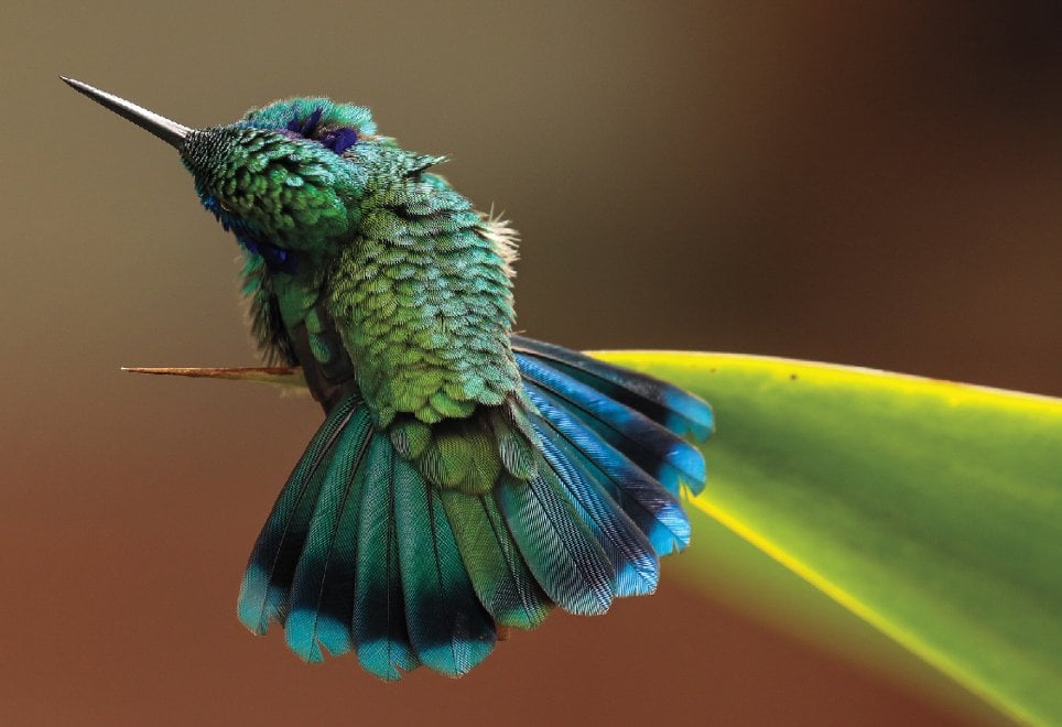 Audubon Photography Awards 2016, le pose più curiose degli uccelli