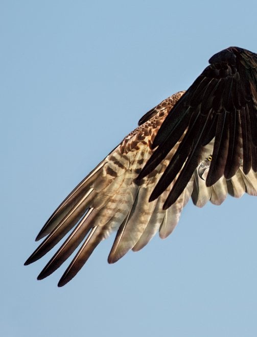 Audubon Photography Awards 2016, le pose più curiose degli uccelli