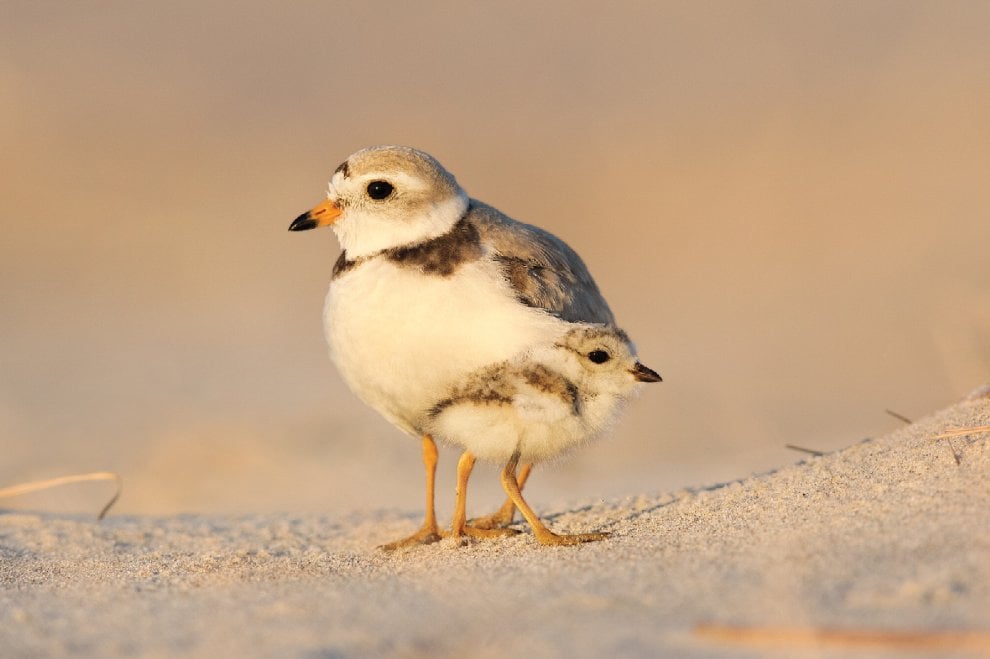 Audubon Photography Awards 2016, le pose più curiose degli uccelli