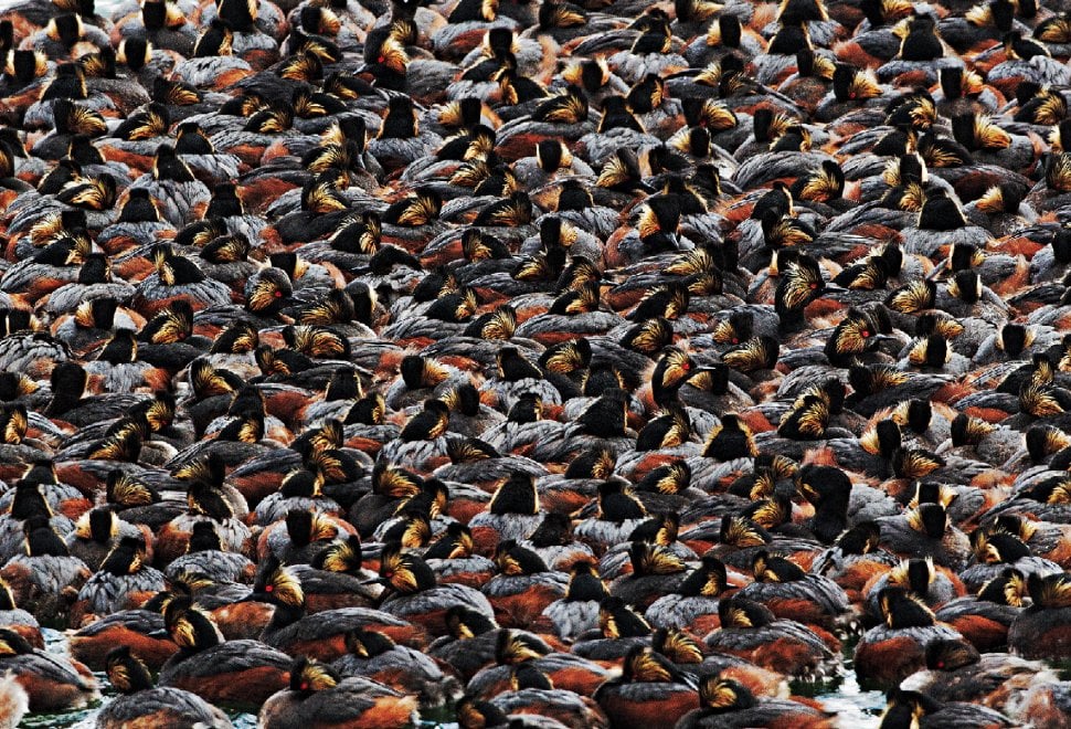 Audubon Photography Awards 2016, le pose più curiose degli uccelli