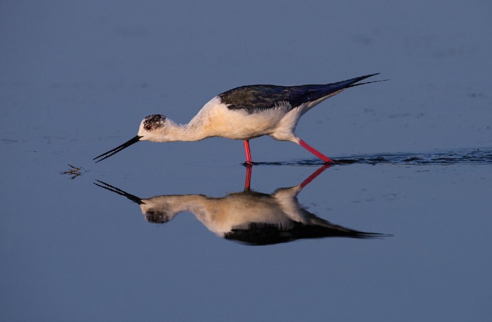 Audubon Photography Awards 2016, le pose più curiose degli uccelli