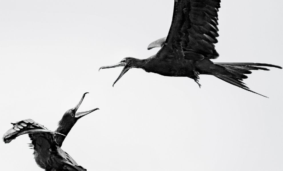 Audubon Photography Awards 2016, le pose più curiose degli uccelli