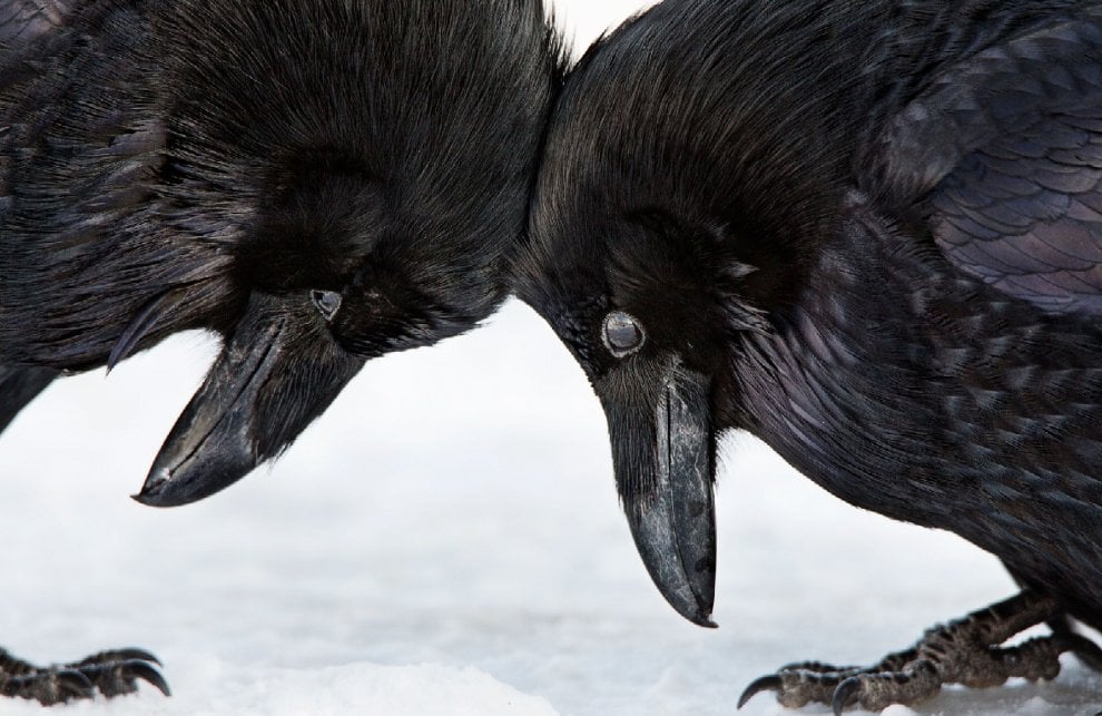 Audubon Photography Awards 2016, le pose più curiose degli uccelli