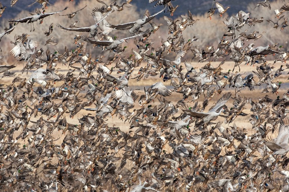 Audubon Photography Awards 2016, le pose più curiose degli uccelli