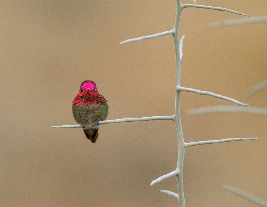 Audubon Photography Awards 2016, le pose più curiose degli uccelli