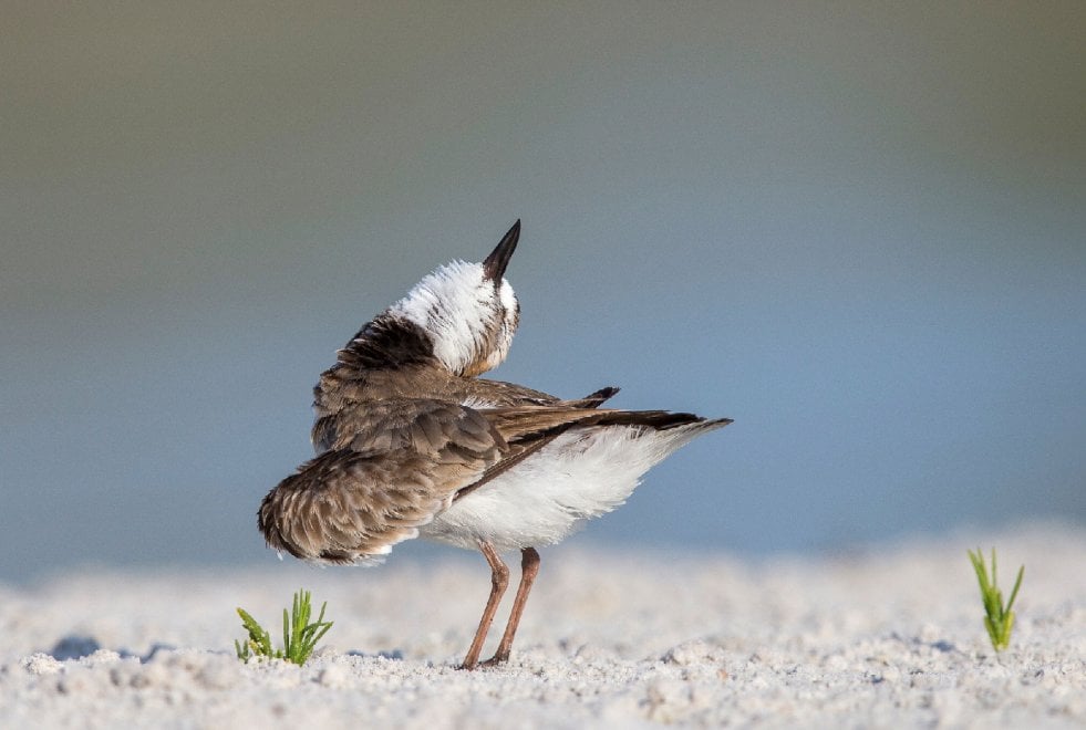Audubon Photography Awards 2016, le pose più curiose degli uccelli