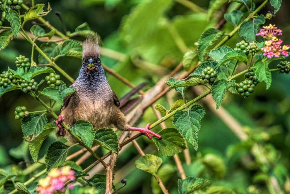 Audubon Photography Awards 2016, le pose più curiose degli uccelli