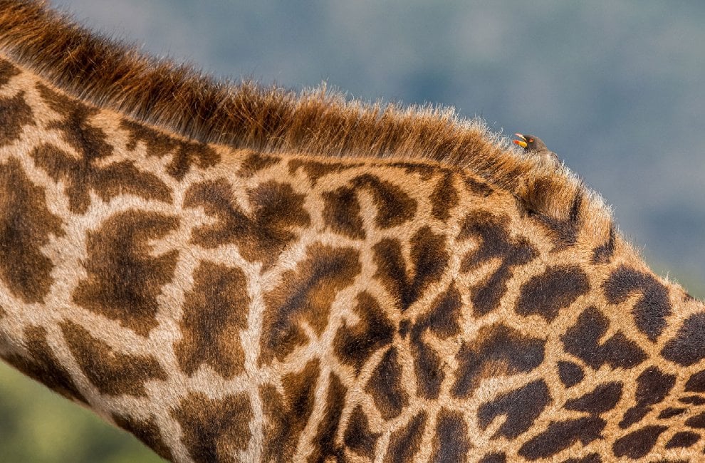 Audubon Photography Awards 2016, le pose più curiose degli uccelli