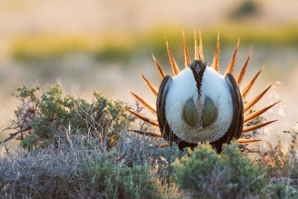 Audubon Photography Awards 2016, le pose più curiose degli uccelli