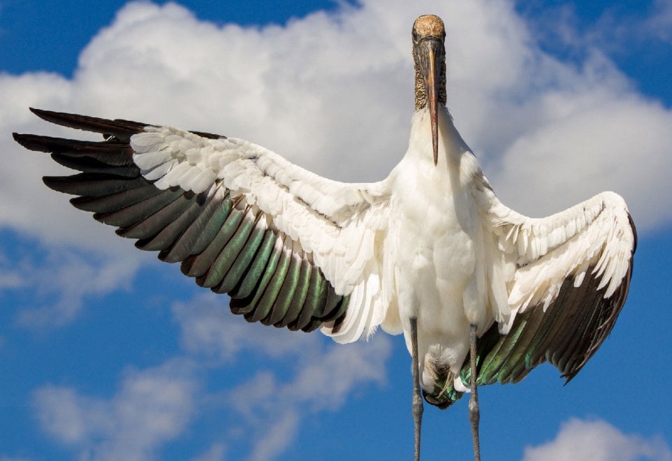 Audubon Photography Awards 2016, le pose più curiose degli uccelli
