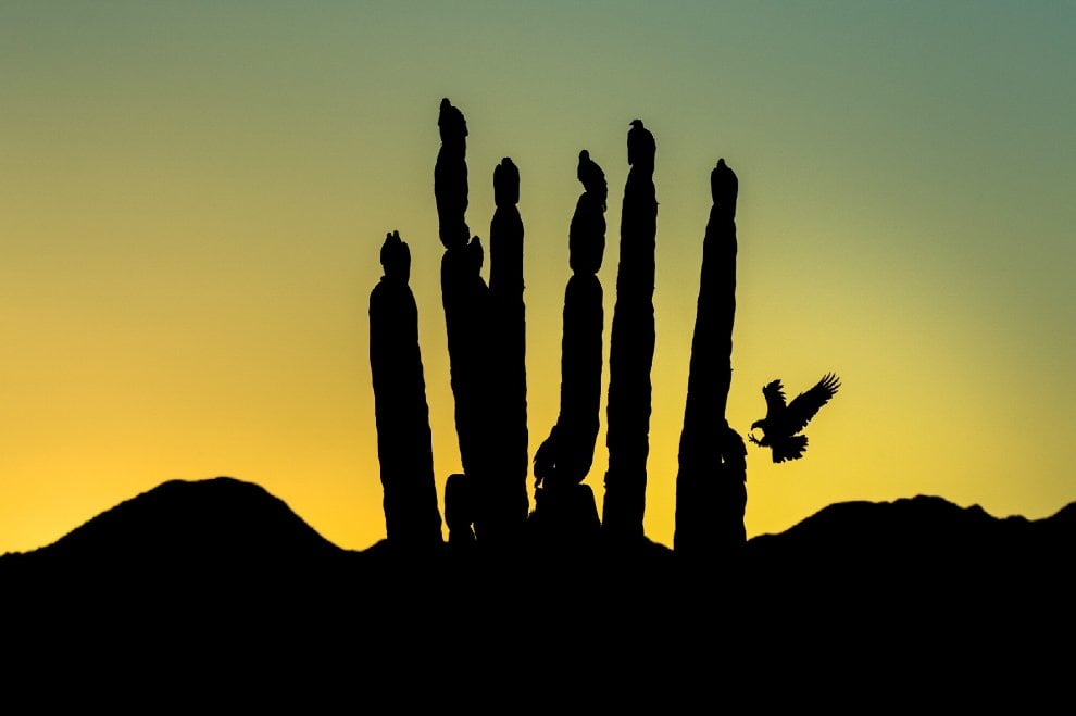 Audubon Photography Awards 2016, le pose più curiose degli uccelli