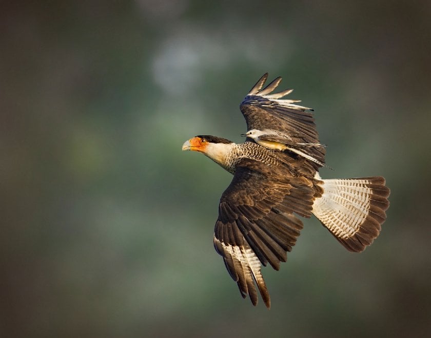Audubon Photography Awards 2016, le pose più curiose degli uccelli