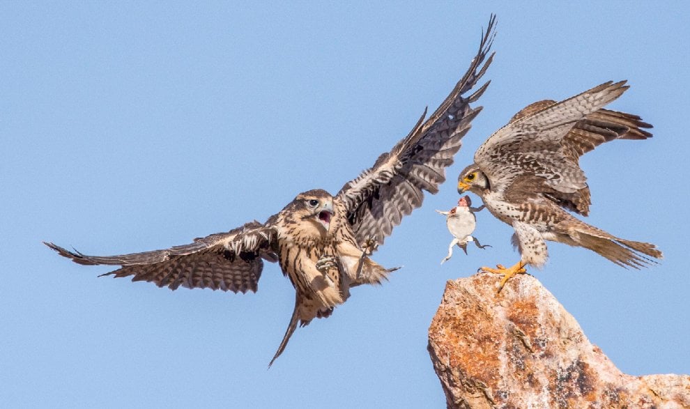 Audubon Photography Awards 2016, le pose più curiose degli uccelli