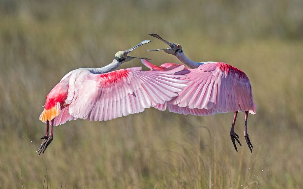 Audubon Photography Awards 2016, le pose più curiose degli uccelli