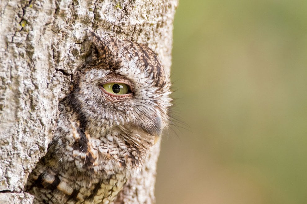 Audubon Photography Awards 2016, le pose più curiose degli uccelli