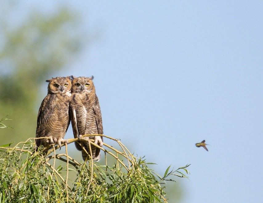 Audubon Photography Awards 2016, le pose più curiose degli uccelli
