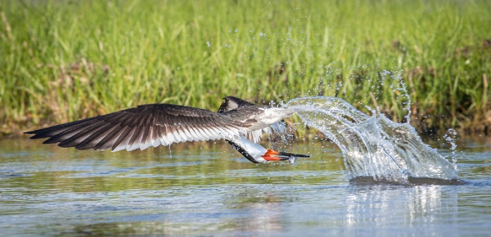Audubon Photography Awards 2016, le pose più curiose degli uccelli