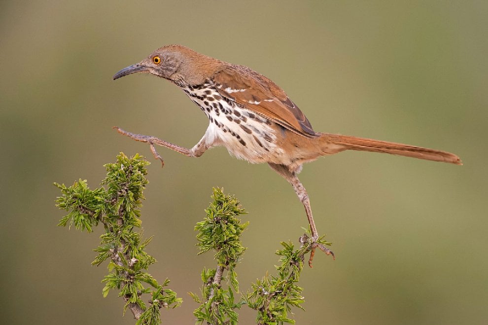 Audubon Photography Awards 2016, le pose più curiose degli uccelli