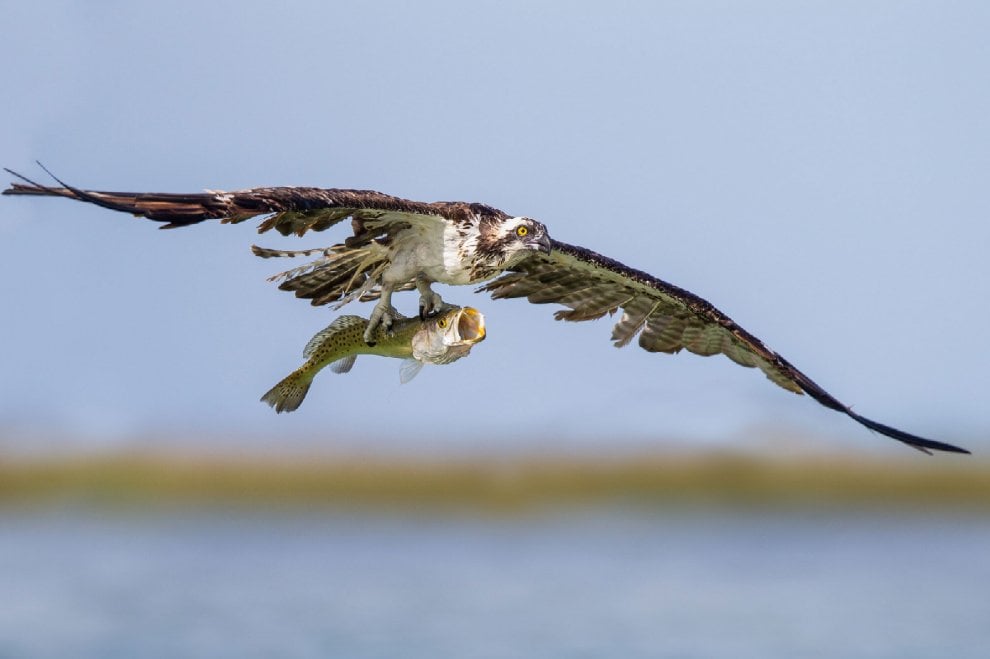 Audubon Photography Awards 2016, le pose più curiose degli uccelli