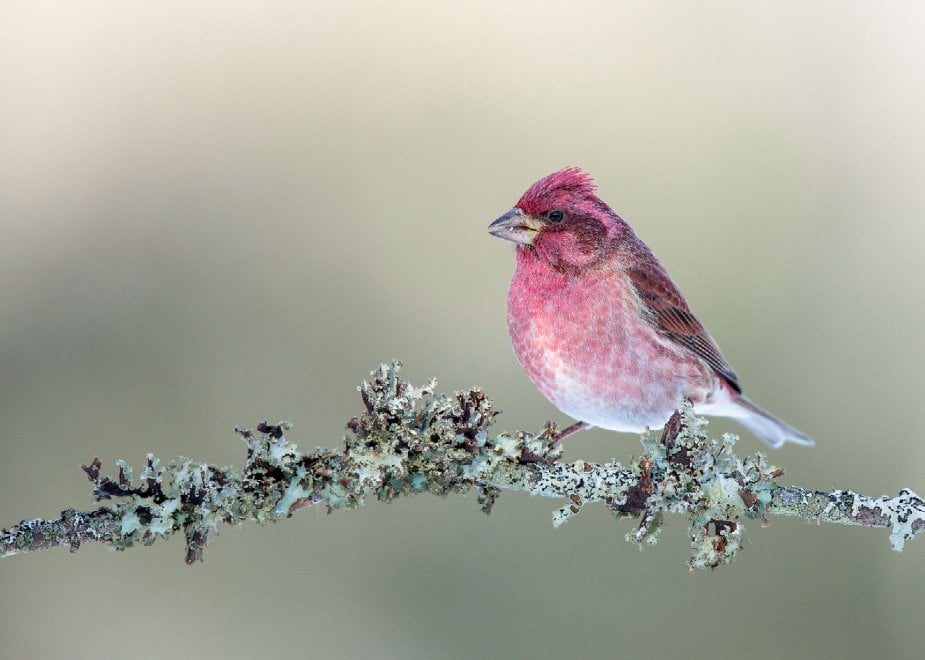 Audubon Photography Awards 2016, le pose più curiose degli uccelli