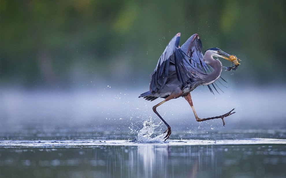 Audubon Photography Awards 2016, le pose più curiose degli uccelli